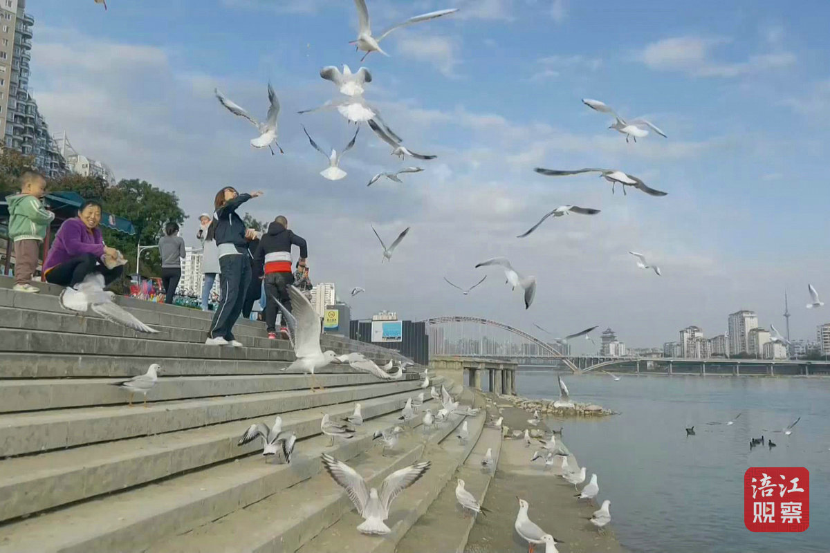 红嘴鸥1_1.jpg