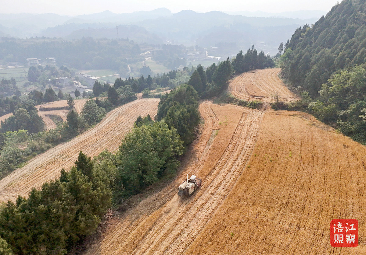 河南麦客2_1.jpg